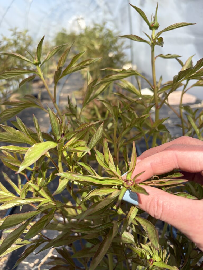 Growing Peonies in Idaho Soil