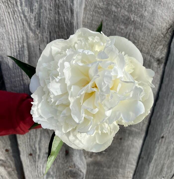Duchess De Nemours
