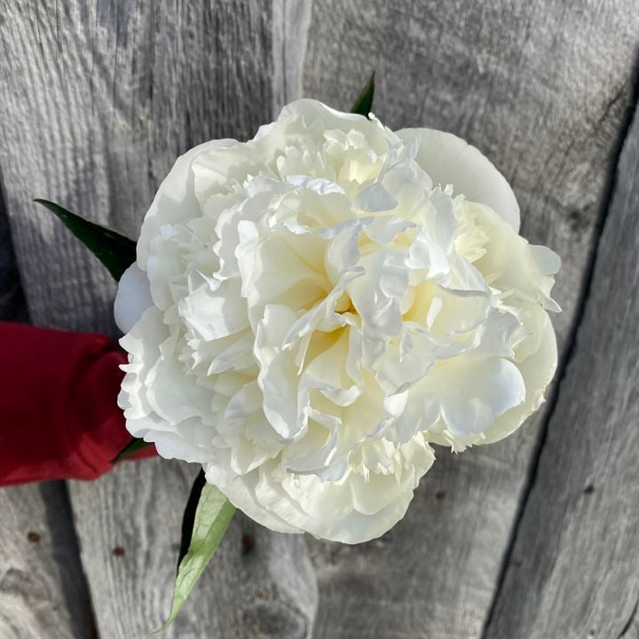 Duchess De Nemours