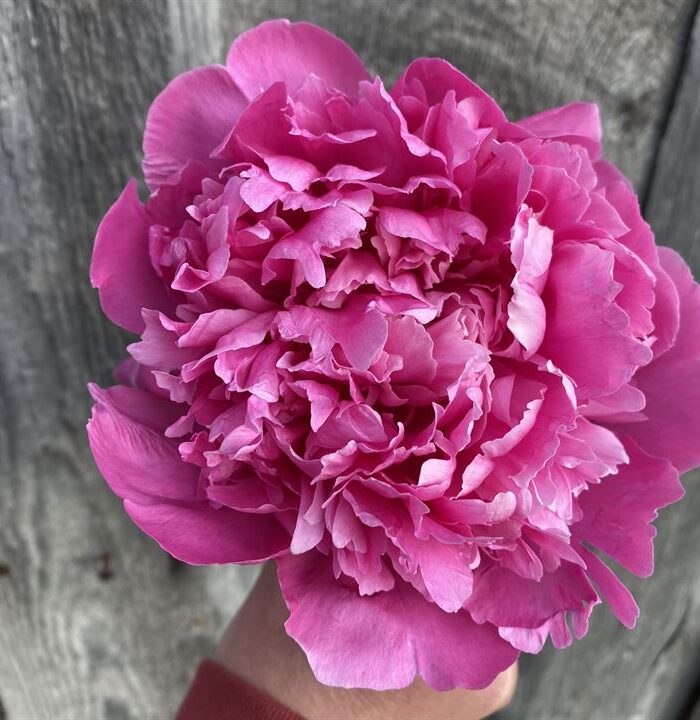 Edulis Superba