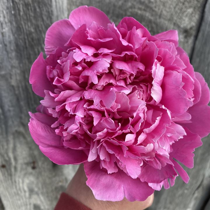 Edulis Superba