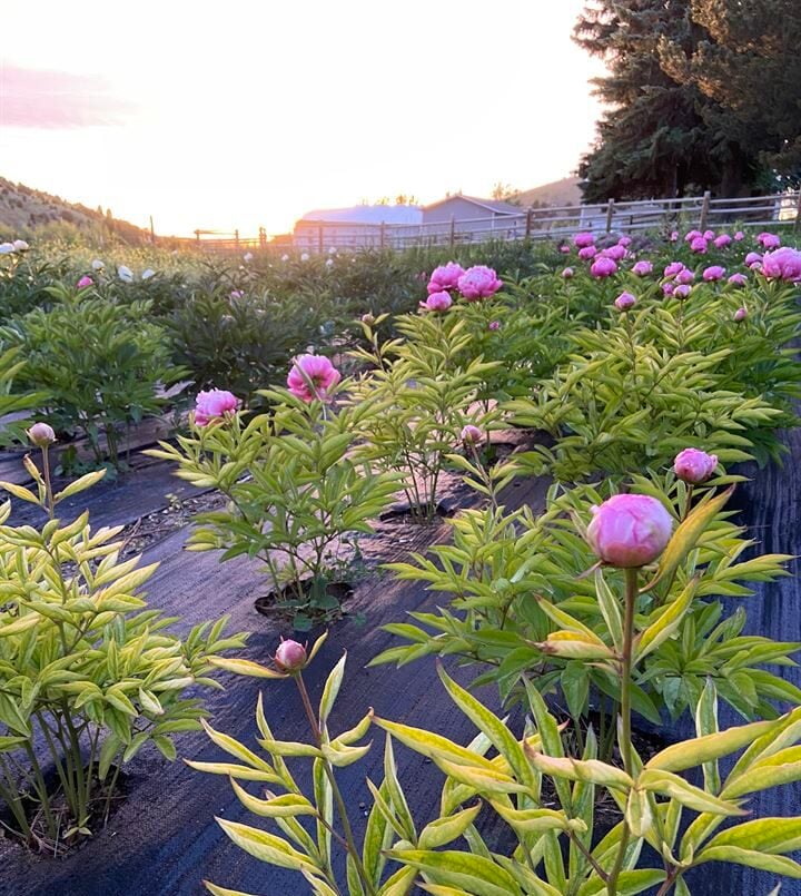 peony color meaning for blog 9 peonies southeastern idaho Portneuf Valley Peonies