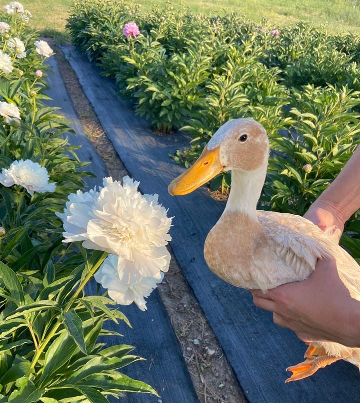 Portneuf Valley Peonies