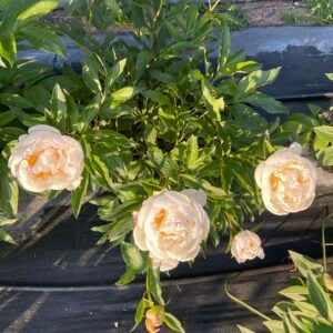 peony care in idaho Why Didn't My Peonies Bloom when to cut back peonies
