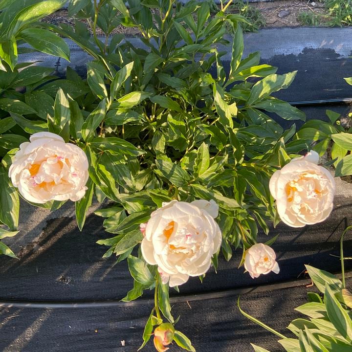 peony care in idaho