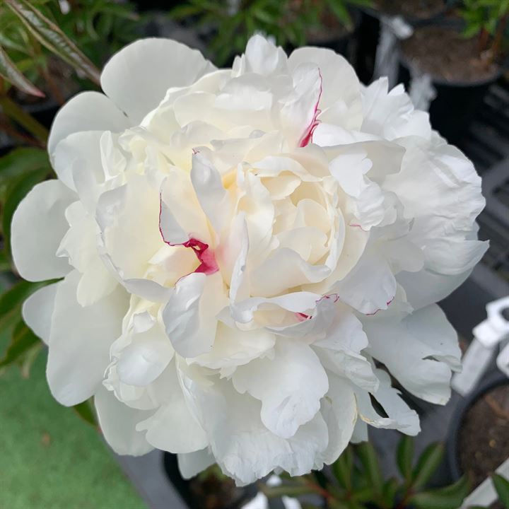Festiva Maxima