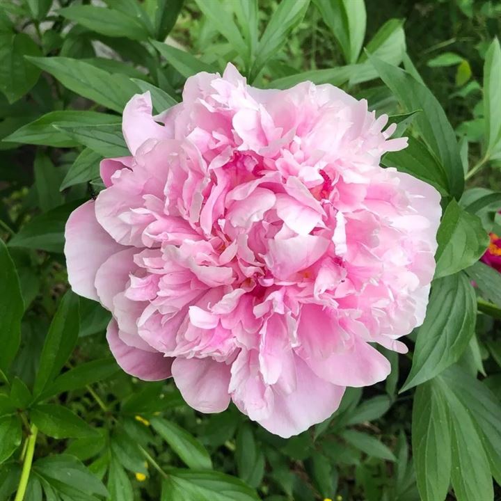 Lady Alexandra Duff