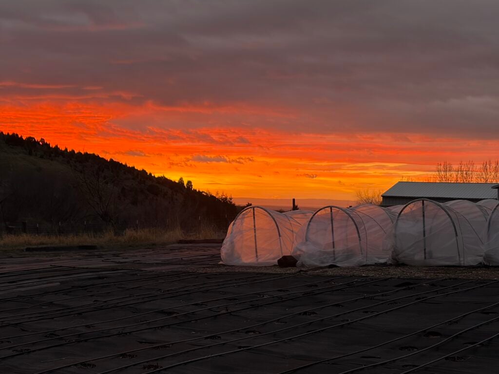 Sunset picture of Low Tunnels for PEONY Planting; peonies bloom Cart picture