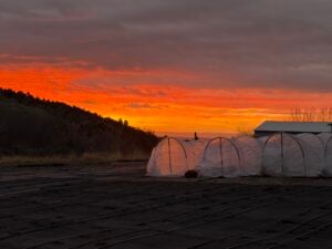 Sunset picture of Low Tunnels for PEONY Planting; peonies bloom Cart picture