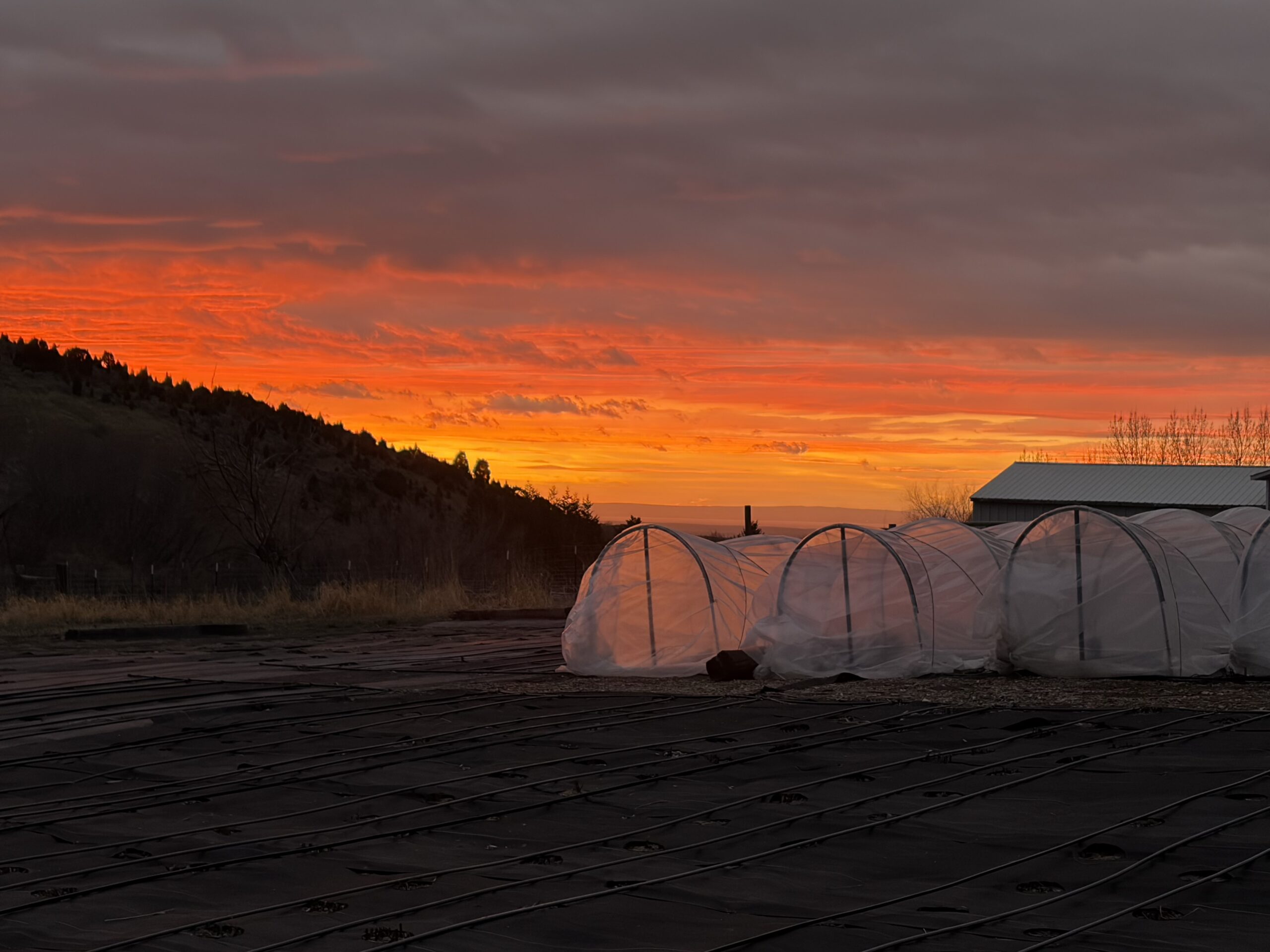 Sunset picture of Low Tunnels for PEONY Planting; peonies bloom Cart picture