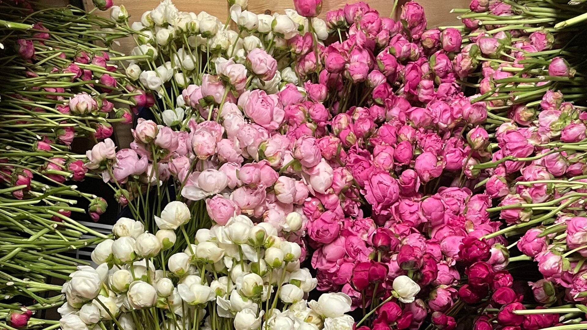 Peony Stems - idaho weddings
