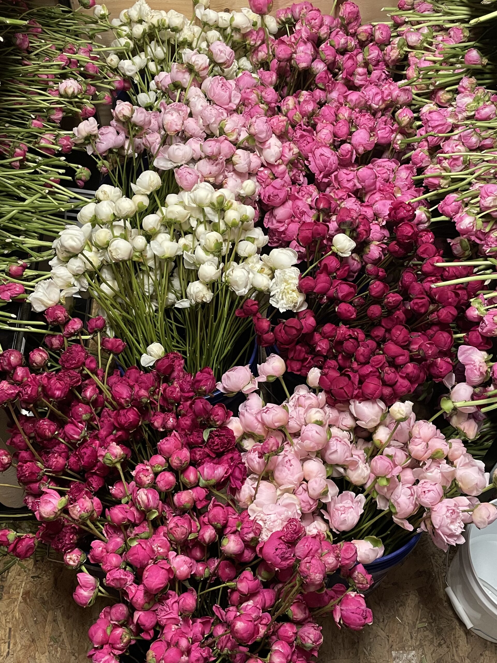 Peony Stems - idaho weddings