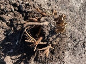 Growing peonies in Idaho Soil when to cut back peonies