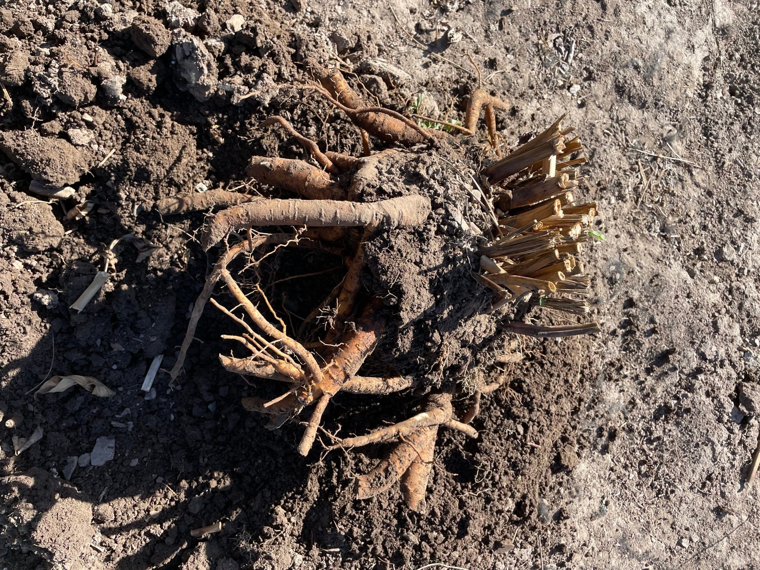 Growing peonies in Idaho Soil when to cut back peonies