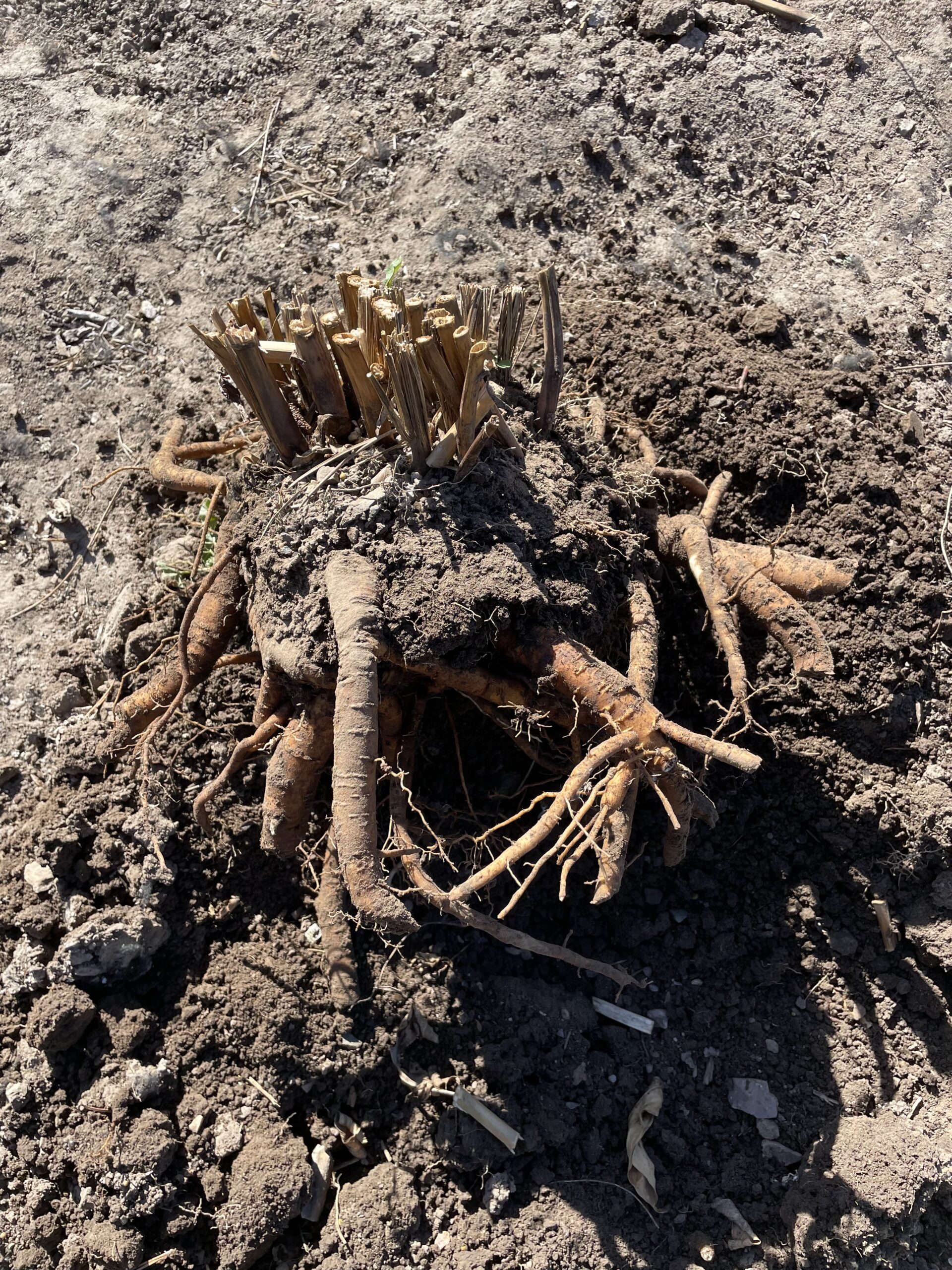 Growing peonies in Idaho Soil