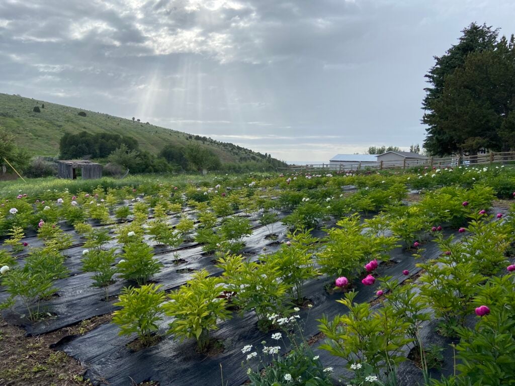 peonies peony care in idaho