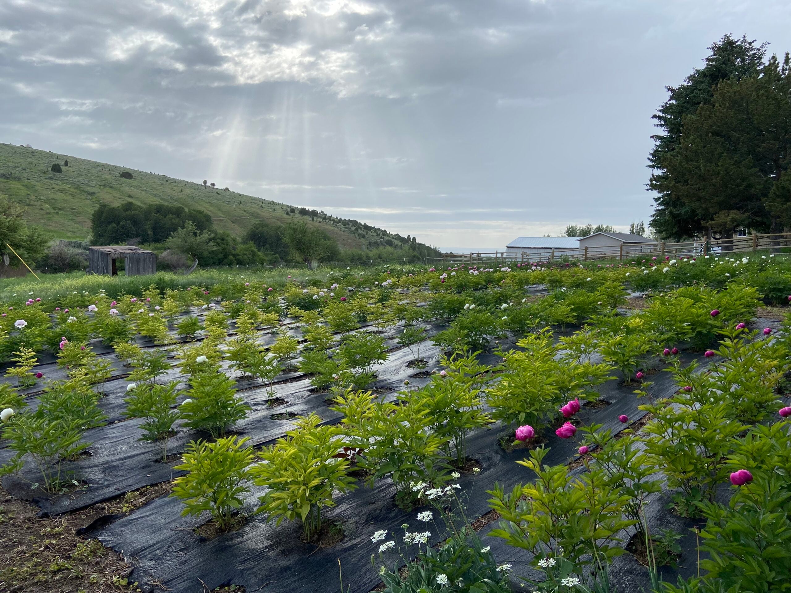 peonies peony care in idaho