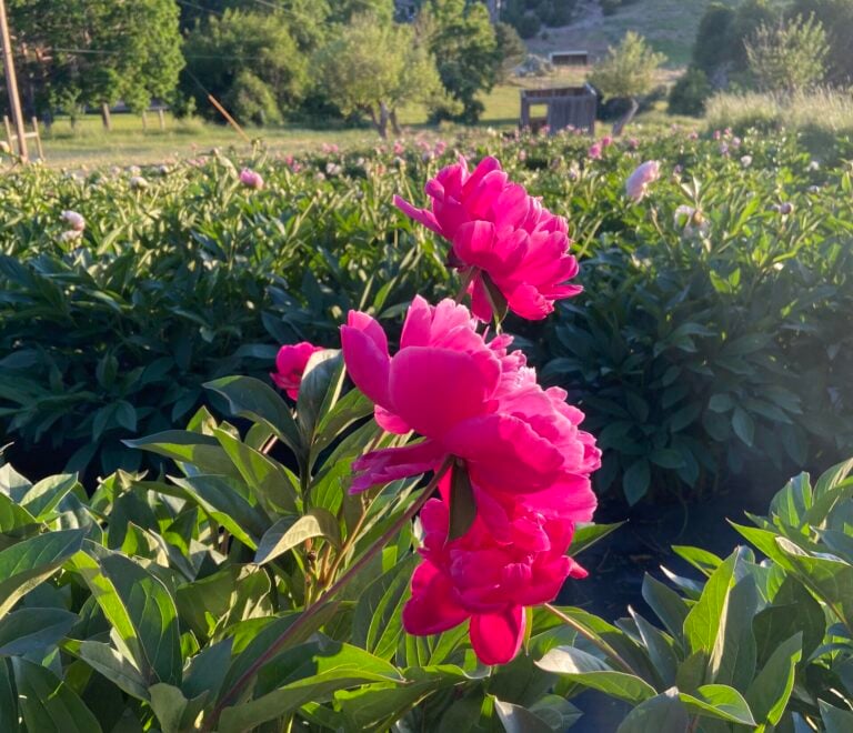 Healthy pink peonies blooming after successful fall transplanting
