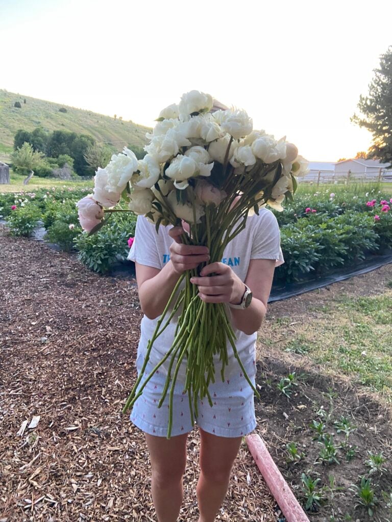 Peony FAQs picture
