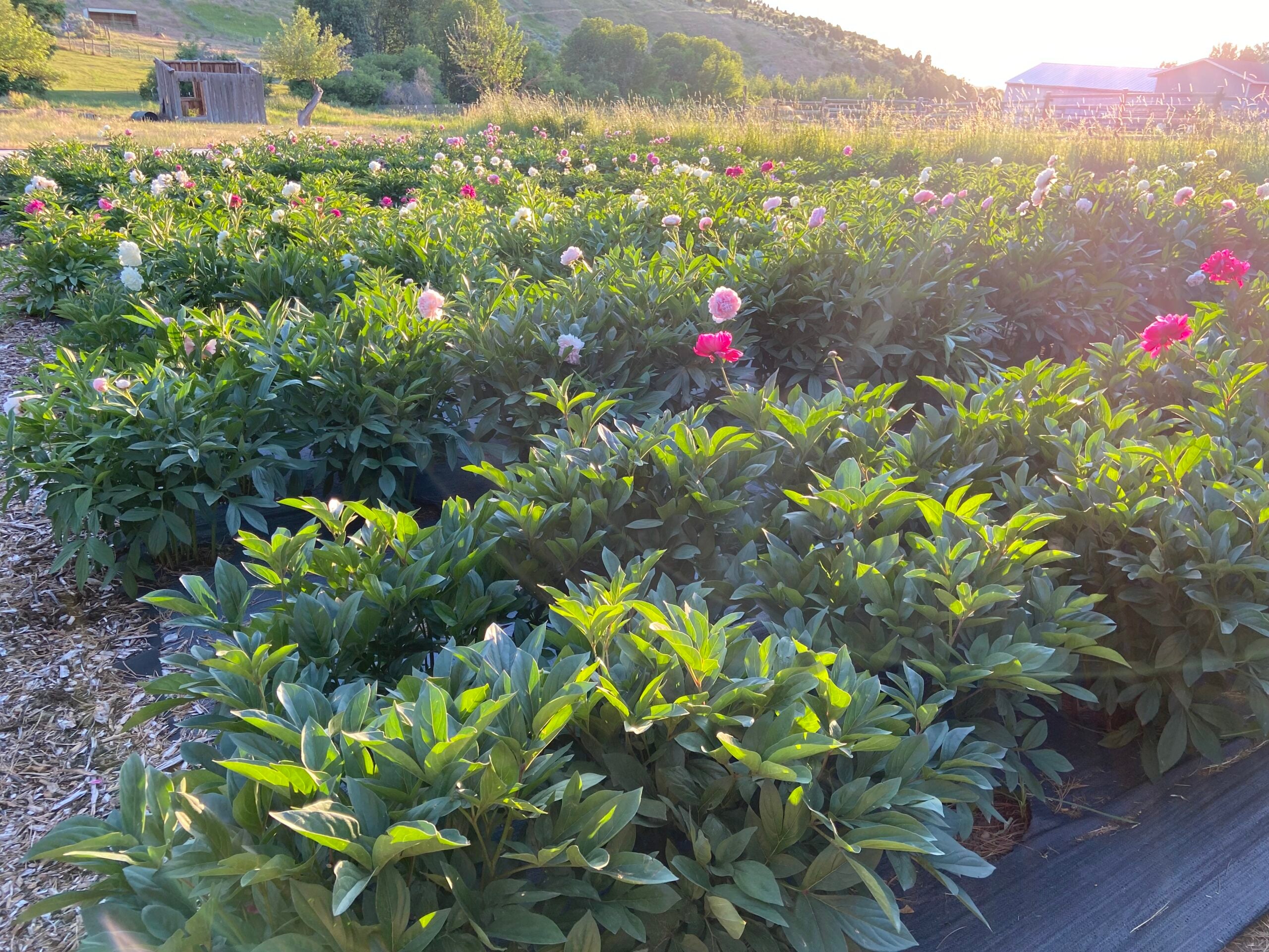 peonies in Idaho - peony varieties