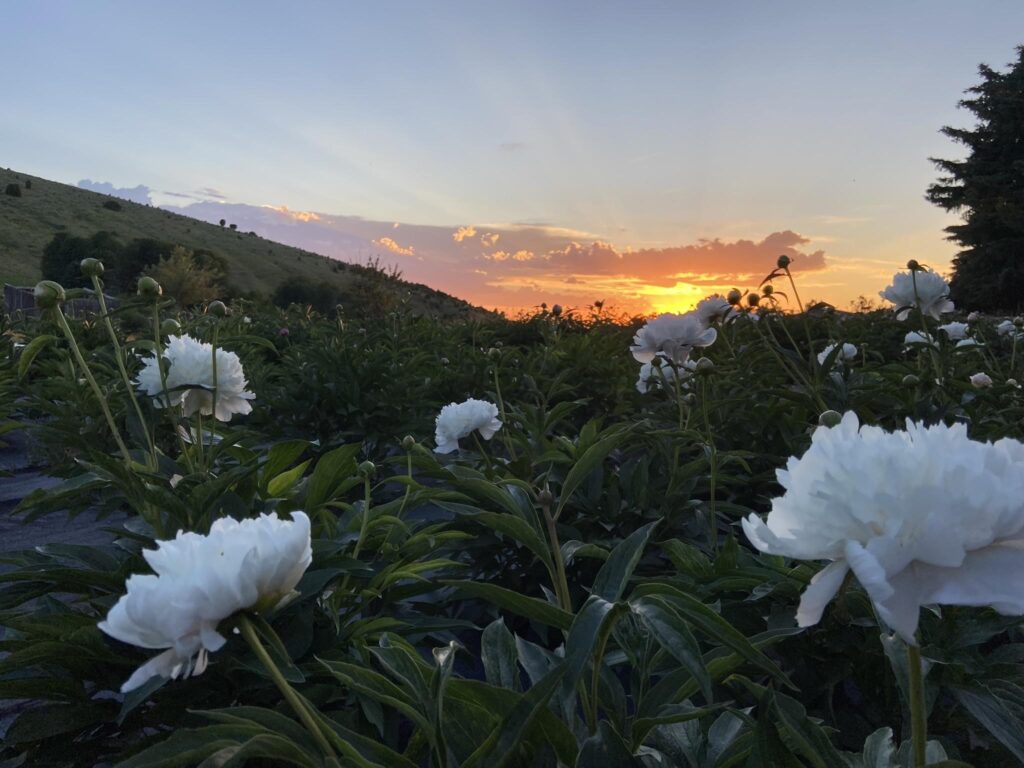 How to Plant, Grow & Care for Peonies: A Complete Guide